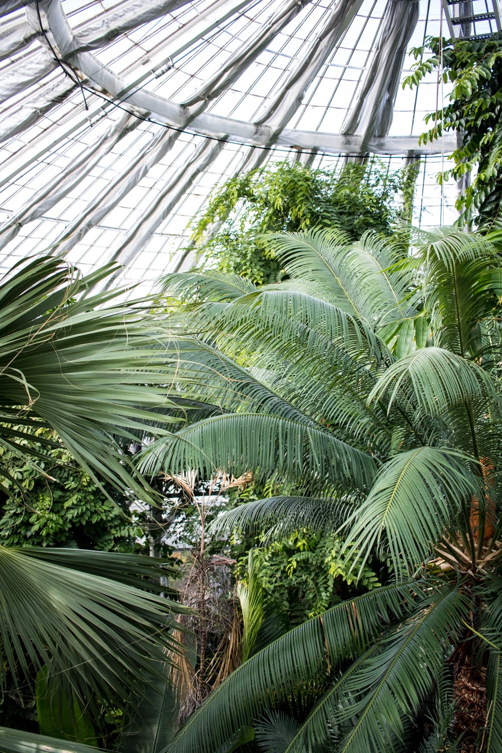 Inside Copenhagen Botanical Gardens