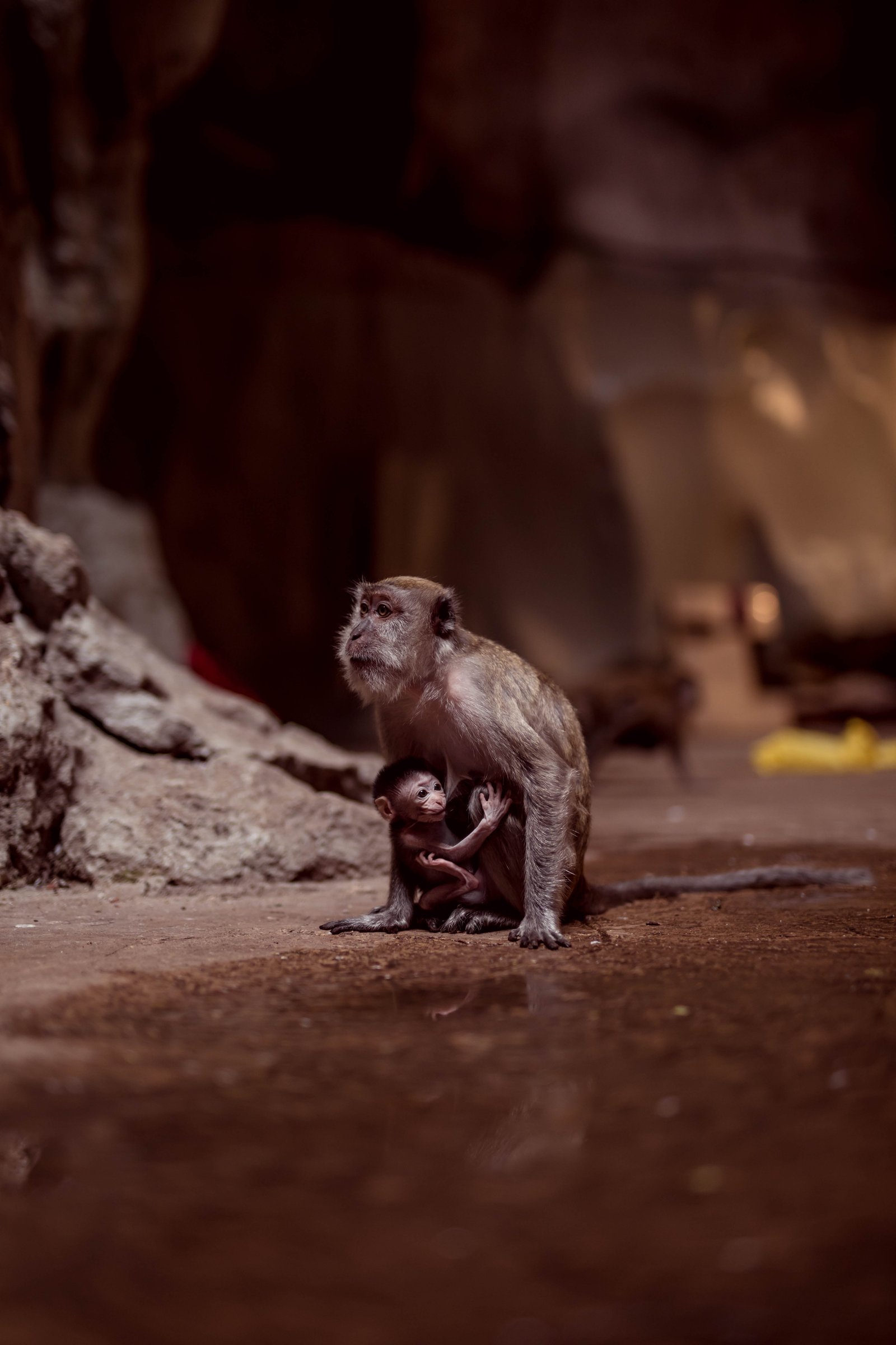 Monkeys in Batu Cave Kuala Lumpur